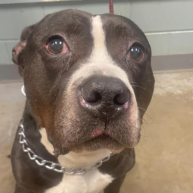 A senior medium-sized male Black American Staffordshire Terrier dog named Rambo for adoption in Greenville, SC