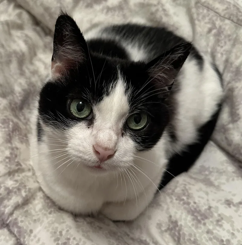 An adult medium-sized female Black & White / Tuxedo Domestic Short Hair cat named Pixie for adoption in Toledo, OH
