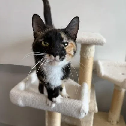 A young small-sized female Domestic Short Hair cat named Ferrari for adoption in Janesville, WI