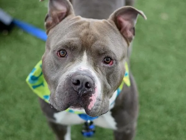 An adult large-sized male Mixed Breed dog named Dust Bunny for adoption in Ridgewood, NY