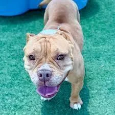A senior medium-sized female White / Cream American Bully dog named Sugar for adoption in Colorado Springs, CO