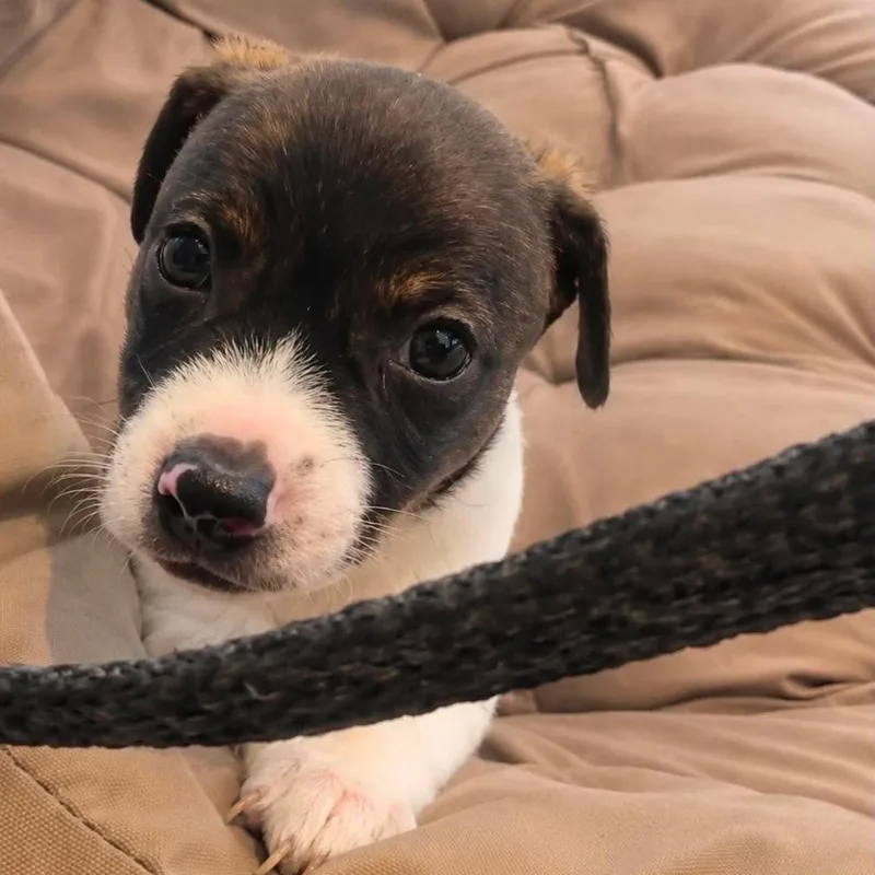A baby medium-sized male Black Chihuahua dog named Independence for adoption in Tampa, FL