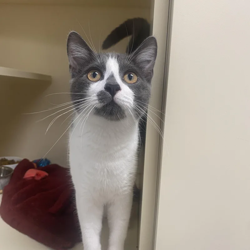 A young medium-sized male Gray & White Domestic Short Hair cat named Little Buddy for adoption in Elyria, OH