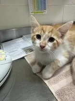 A young medium-sized male Buff & White Domestic Short Hair cat named Gamma for adoption in Manitowoc, WI