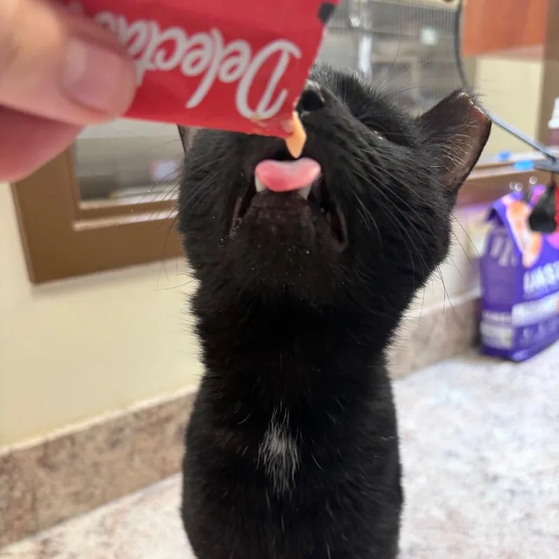 An adult medium-sized male Black Domestic Short Hair cat named Discount SpiderMan for adoption in York, PA