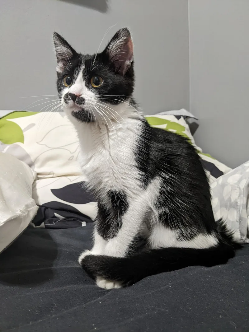 A baby small-sized female Black & White / Tuxedo Domestic Short Hair cat named Ruby for adoption in Greenwood, IN