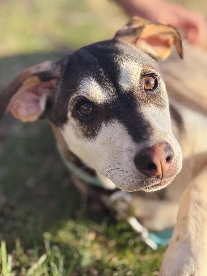 Sawyer  Transport thumbnail 4