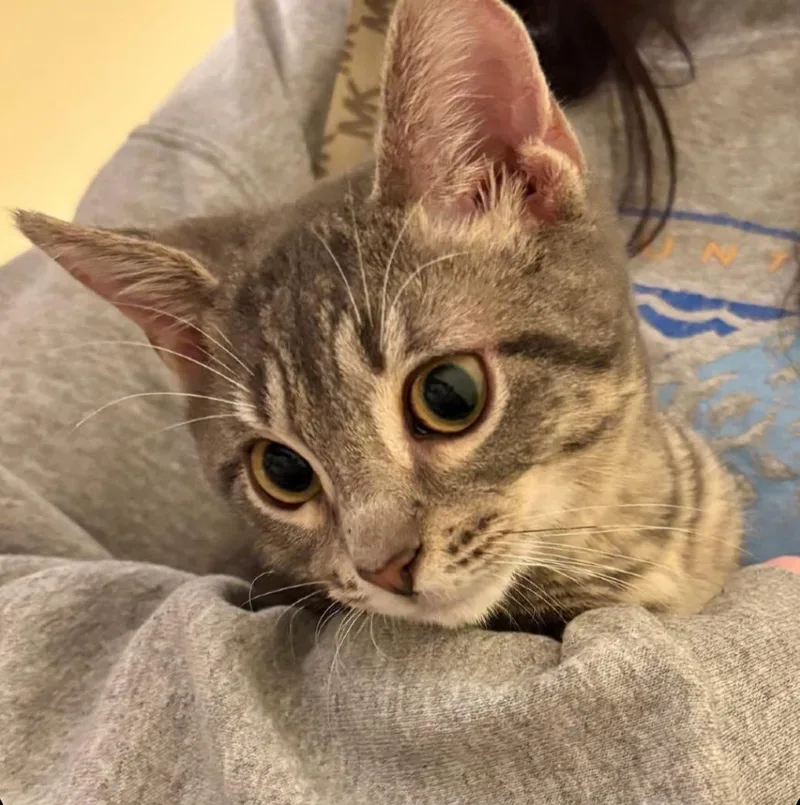 A young medium-sized male Tabby (Gray / Blue / Silver) Domestic Short Hair cat named Fin for adoption in Statesboro, GA