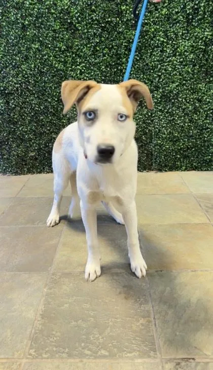 A baby medium-sized female White / Cream Mixed Breed dog named 61053223 for adoption in El Paso, TX