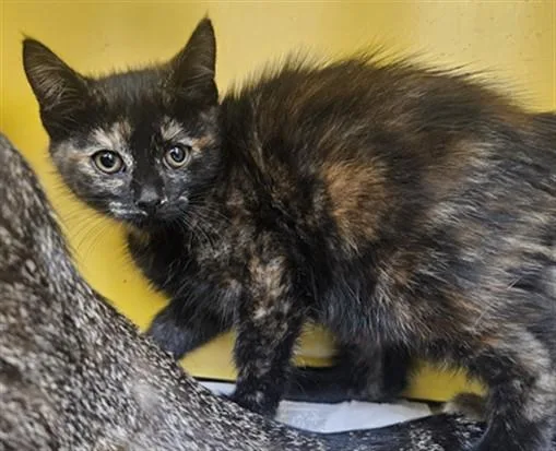 A baby medium-sized female Domestic Short Hair cat named Marcela for adoption in Los Angeles, CA