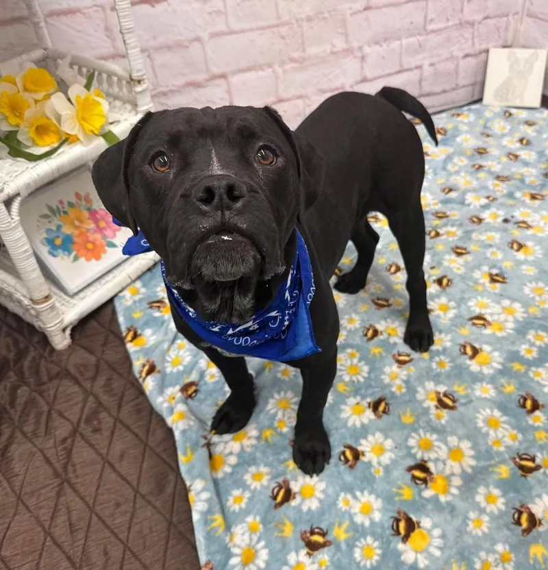 A young medium-sized male Mixed Breed dog named Blem for adoption in Detroit, MI
