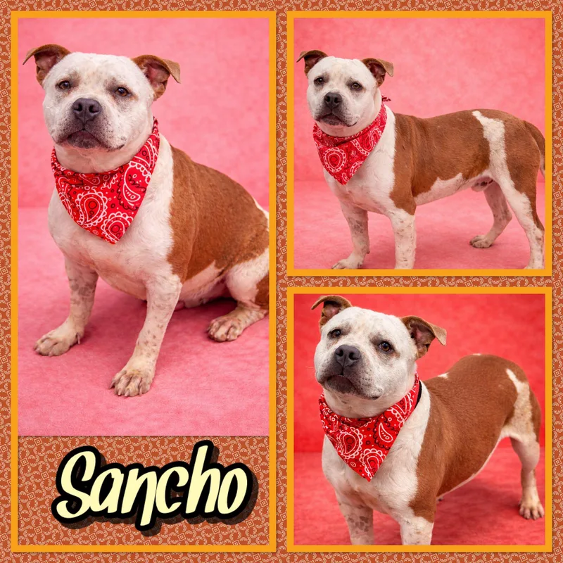 Sancho