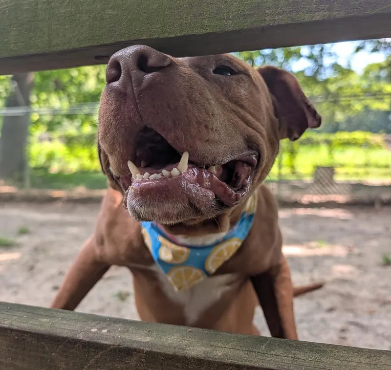 An adult medium-sized male Pit Bull Terrier dog named Redford for adoption in Heathsville, VA
