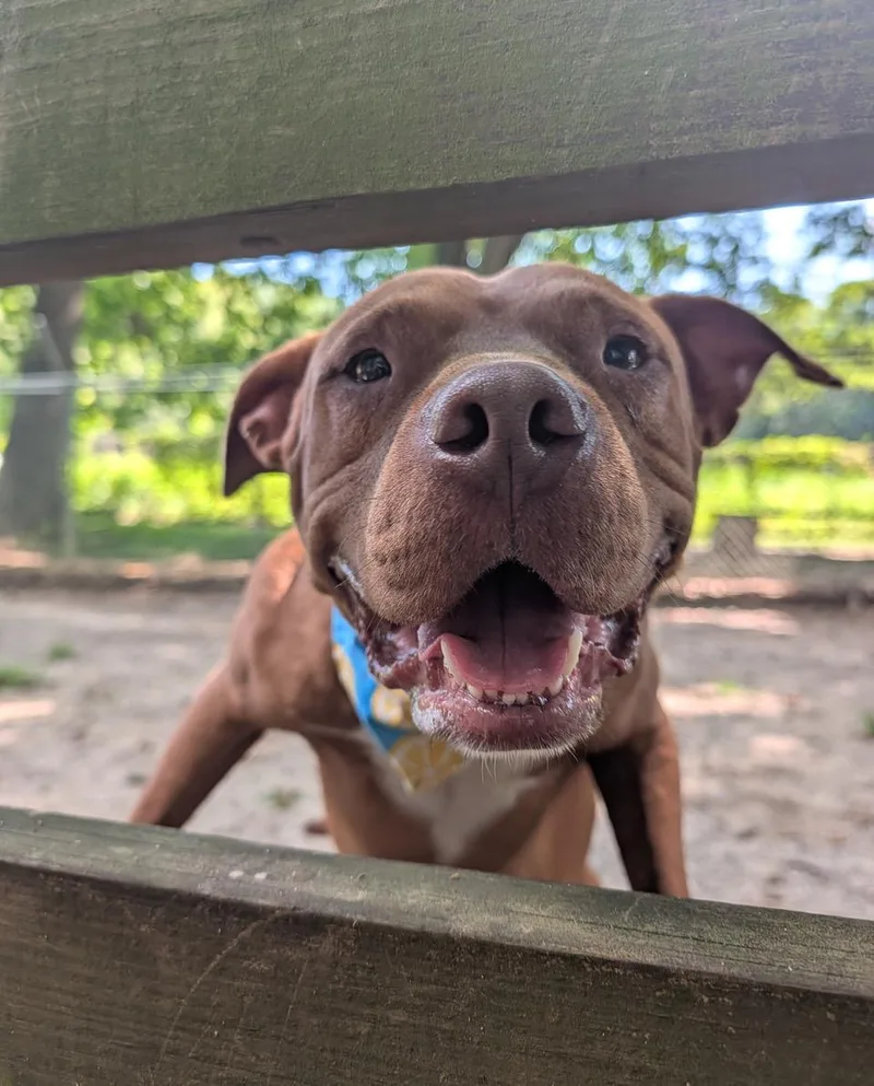 Redford thumbnail 2