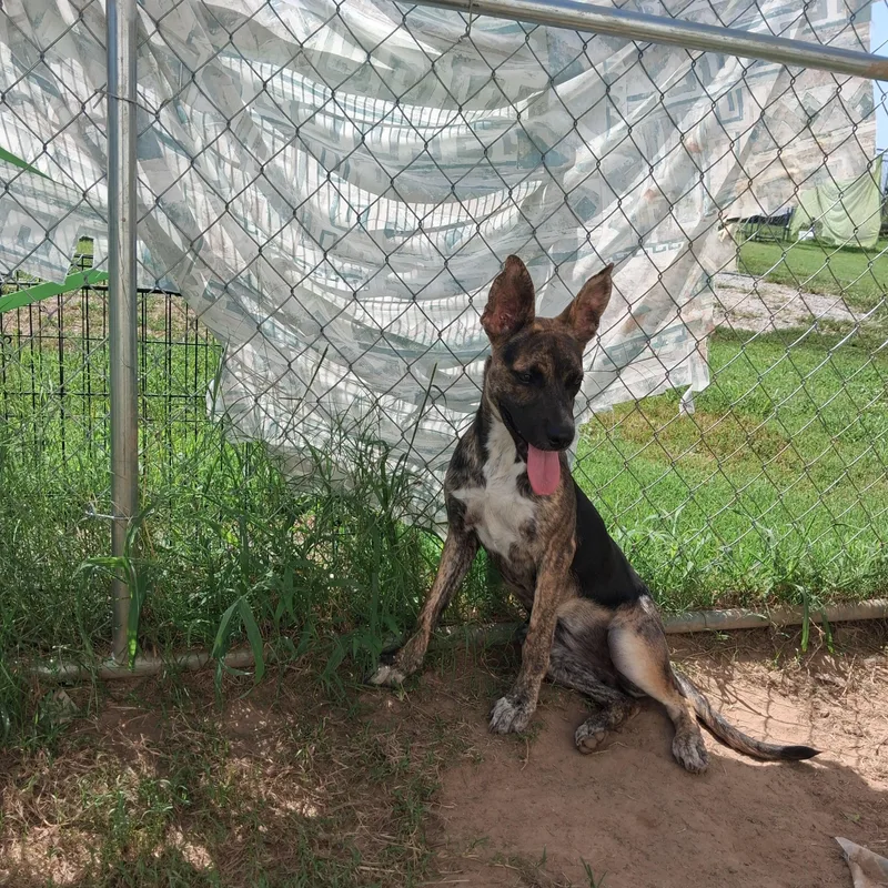 A young medium-sized female German Shepherd Dog dog named Lilith for adoption in Manchester, NH