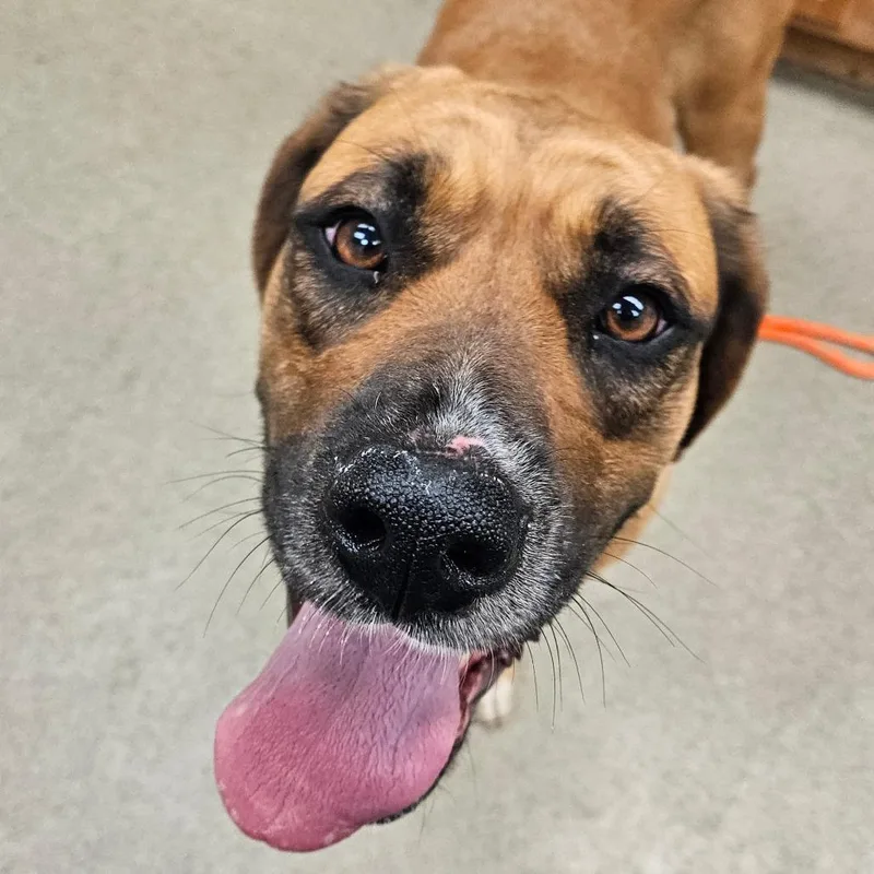 An adult large-sized female Yellow / Tan / Blond / Fawn Hound dog named Molasses for adoption in Birdsboro, PA