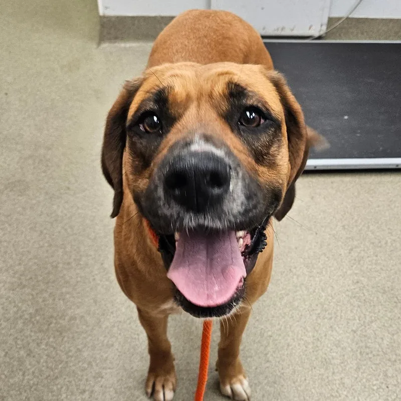 Molasses thumbnail 2