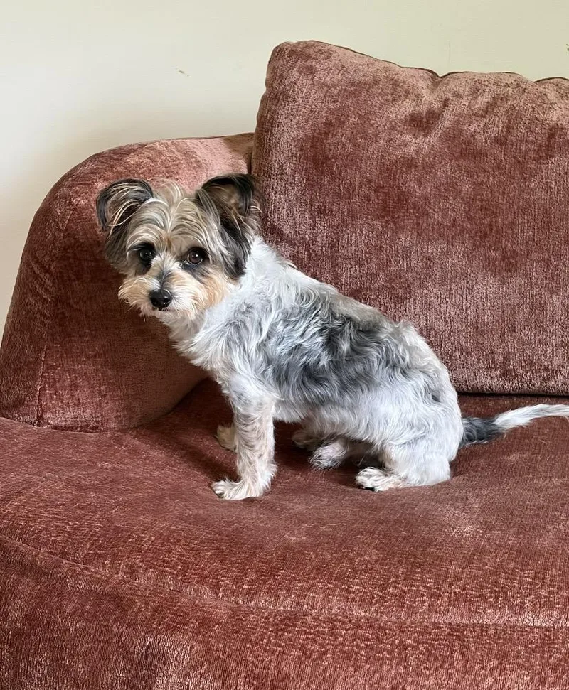 A young small-sized male Yorkshire Terrier dog named Flame for adoption in Philadelphia, PA