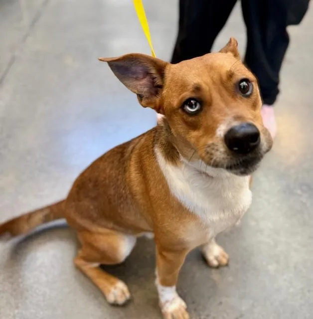 A young medium-sized male Yellow / Tan / Blond / Fawn Basenji dog named Dougie for adoption in Manhasset, NY