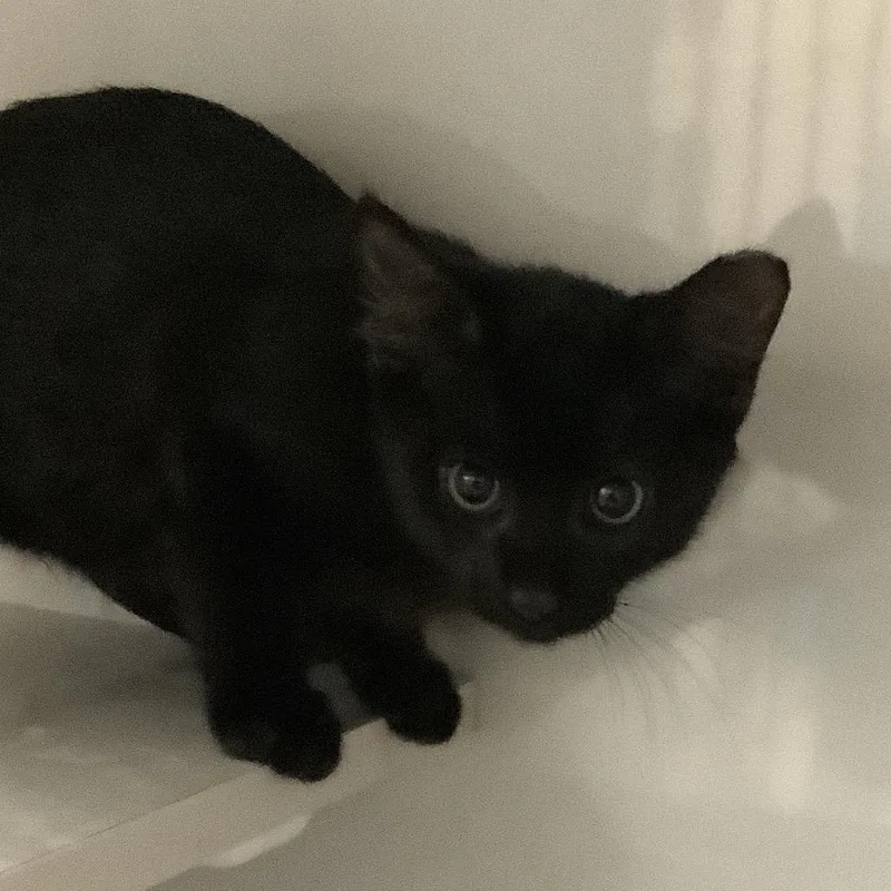 A baby small-sized male Black Domestic Short Hair cat named Mars for adoption in Redwood City, CA