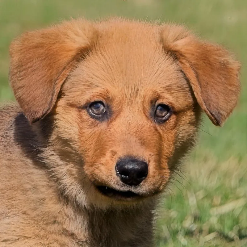 Grizzly Bear thumbnail 2