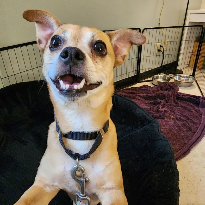 Meeko thumbnail 3