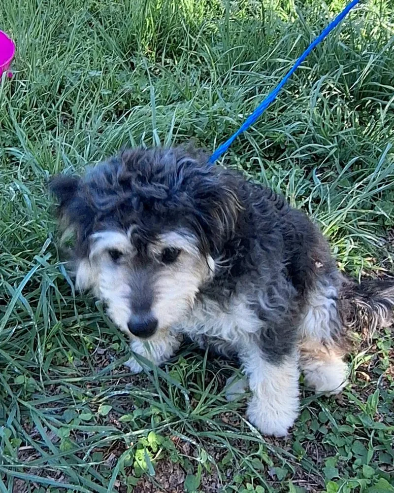 Heddie Wvt thumbnail 3