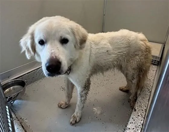 A young large-sized female Great Pyrenees dog named Snowy for adoption in Forney, TX