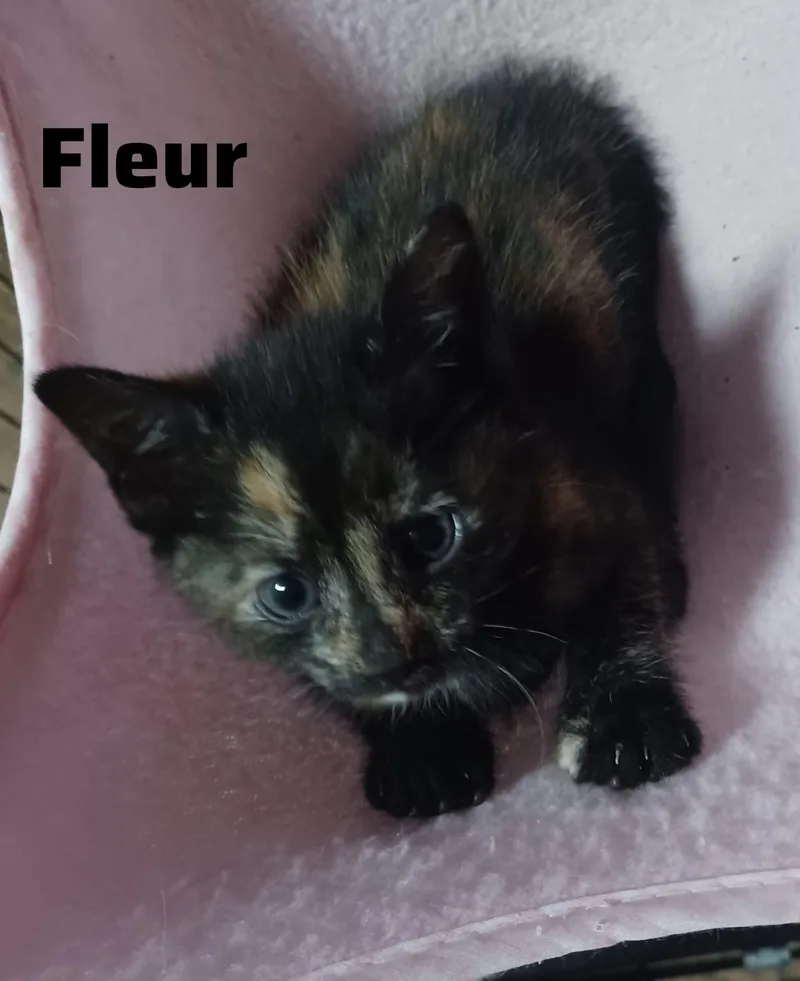 Fleur