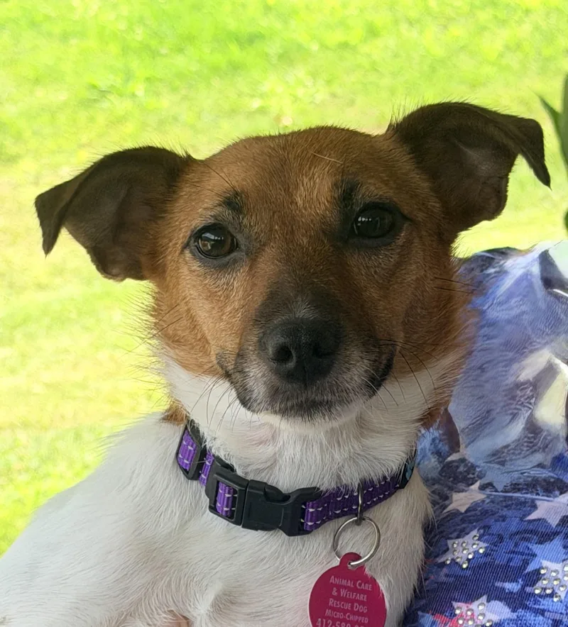 A young small-sized female Apricot / Beige Fox Terrier dog named Lovey for adoption in Pittsburgh, PA