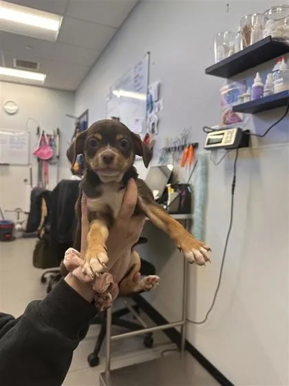 An adult small-sized female Mixed Breed dog named Katara for adoption in West Chester, PA