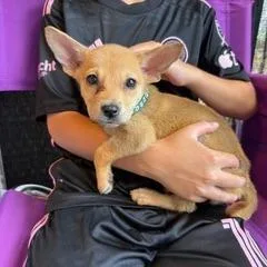 A baby small-sized female Terrier dog named Tart for adoption in Wake Forest, NC