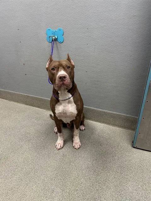An adult large-sized male Pit Bull Terrier dog named Caine for adoption in Las Vegas, NV