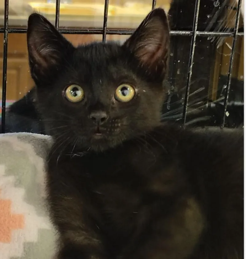 A young medium-sized male Domestic Short Hair cat named Swiper for adoption in Indiana, PA