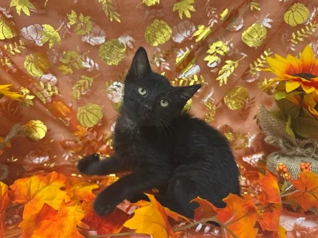 A baby small-sized female Domestic Medium Hair cat named Snap Dragon for adoption in Fairfield, CA