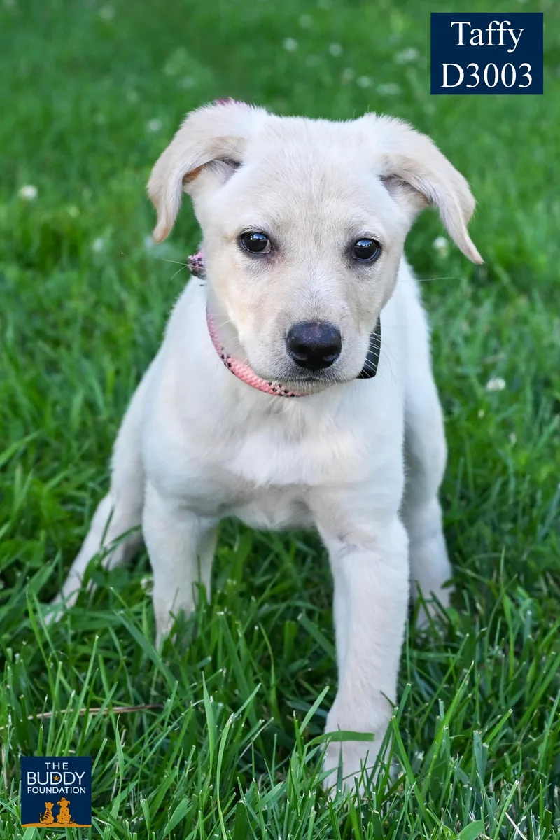 Taffy