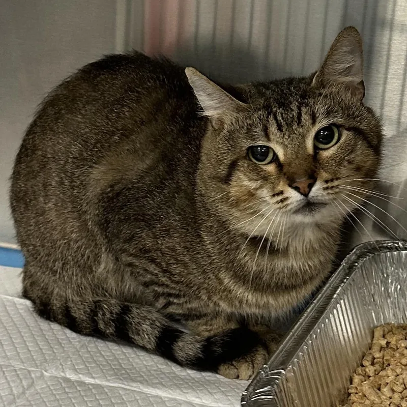 An adult medium-sized male Domestic Short Hair cat named Chip for adoption in Greensboro, NC