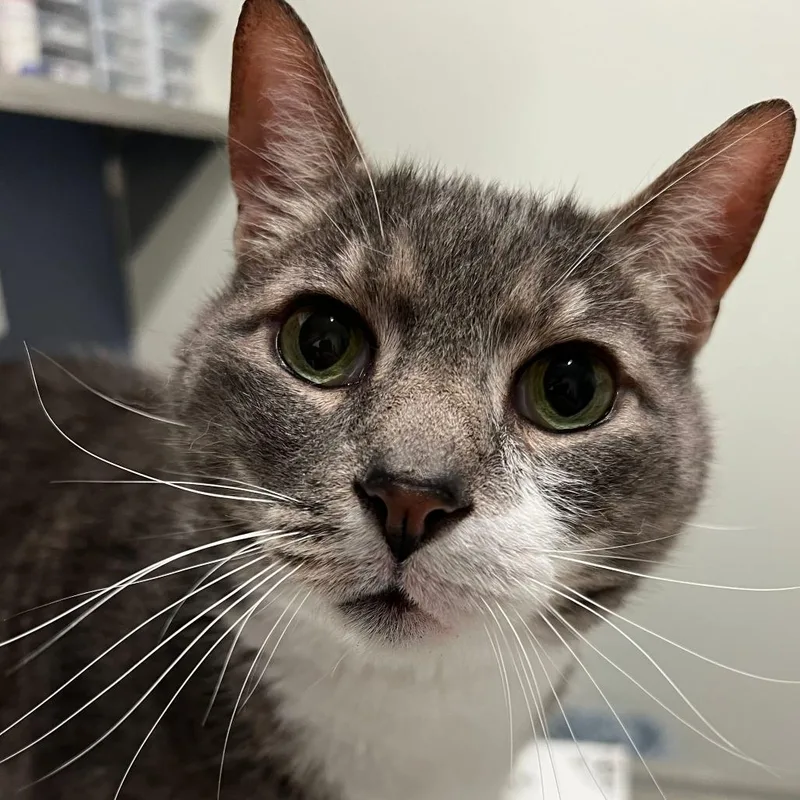 A senior extra large-sized male Gray / Blue / Silver American Shorthair cat named Linus for adoption in Kennebunk, ME