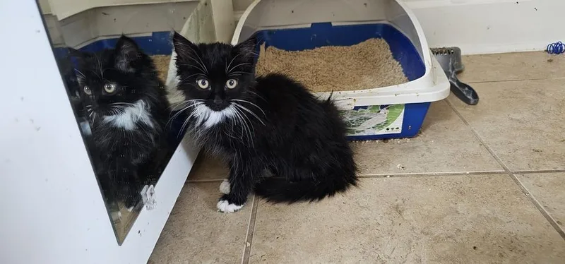 A baby small-sized female Black & White / Tuxedo Domestic Long Hair cat named Honeycrisp for adoption in Powder Springs, GA