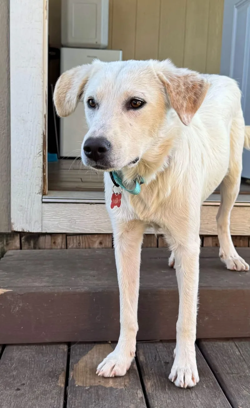 A young large-sized female Great Pyrenees dog named Sally for adoption in Southlake, TX