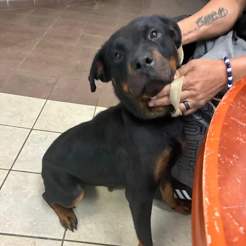 An adult medium-sized female Black Mixed Breed dog named Straymaconroad for adoption in Columbus, GA