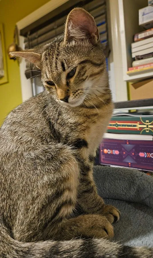 A baby medium-sized female Tabby (Brown / Chocolate) Domestic Short Hair cat named Kylan for adoption in Englewood, NJ