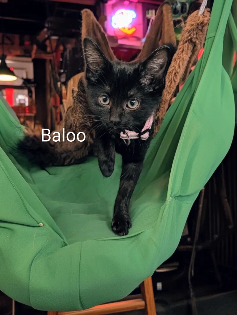 Baloo