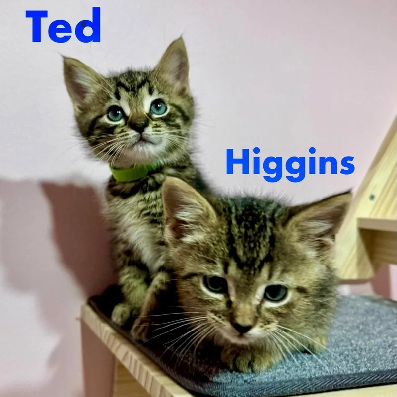 A baby medium-sized male Domestic Short Hair cat named Higgins for adoption in Reston, VA