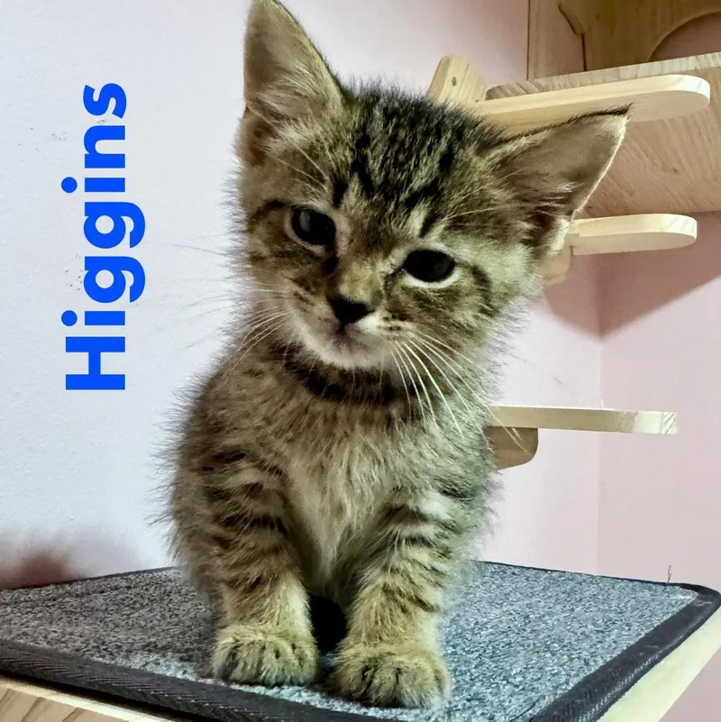 Higgins thumbnail 2