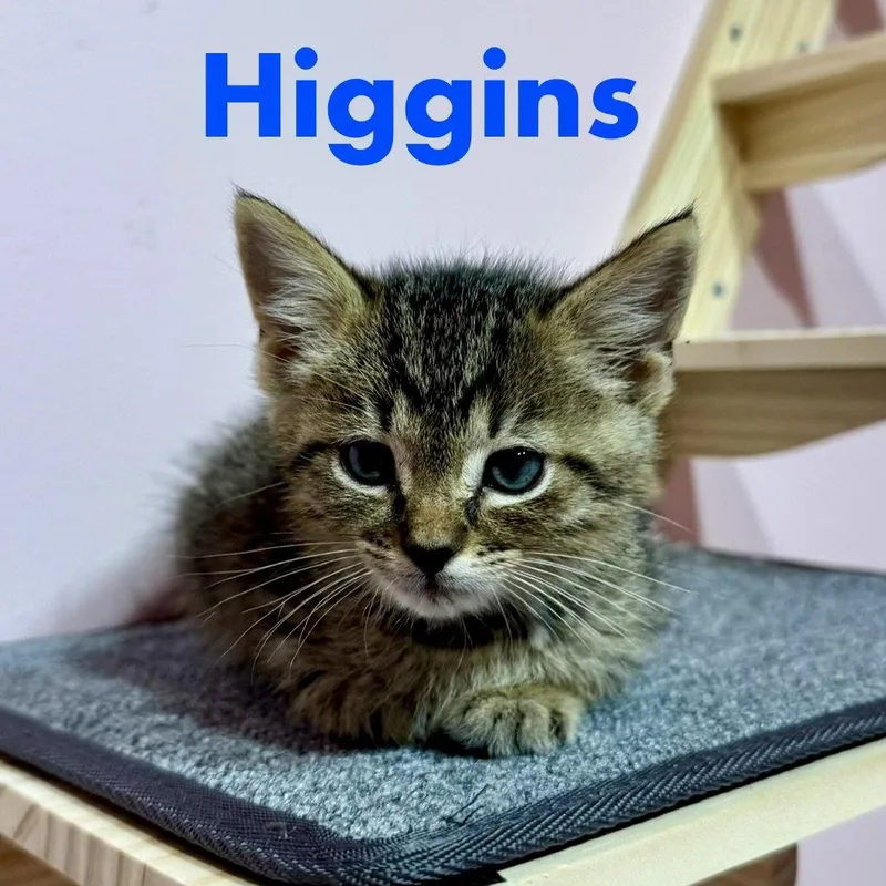 Higgins thumbnail 3