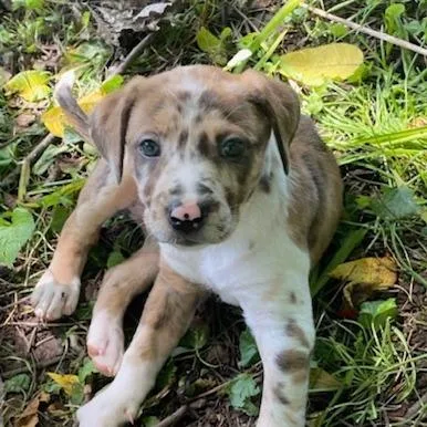 Hazel