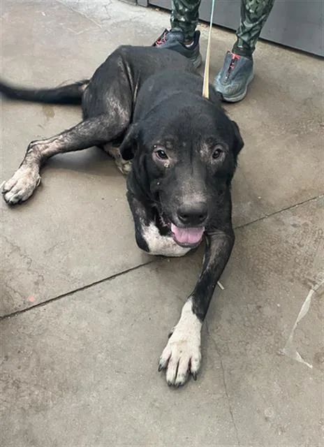 An adult large-sized male Mixed Breed dog named Night for adoption in Dallas, TX