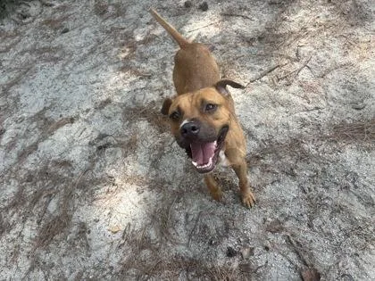 A young medium-sized male Yellow / Tan / Blond / Fawn Mixed Breed dog named Judsen for adoption in Georgetown, SC