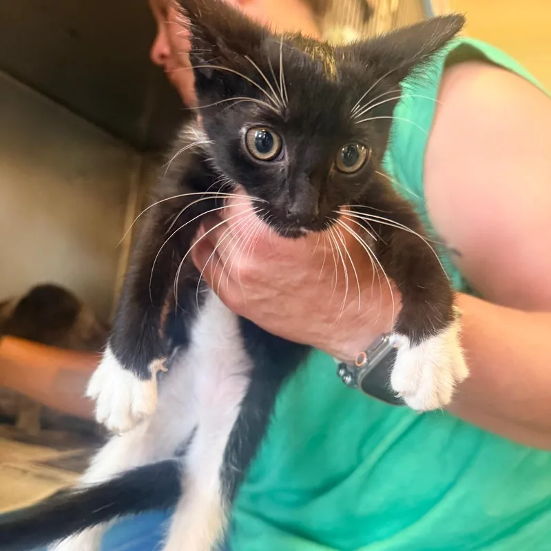 A baby small-sized male Black Domestic Short Hair cat named Winter for adoption in Corinth, MS